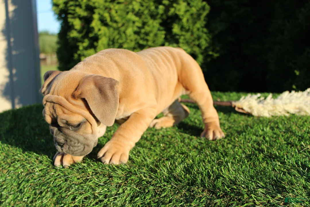 English Bulldog dogs for sale: Dallas - Ad 2