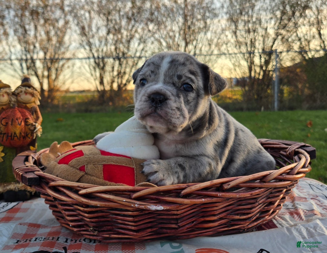 French Bulldog dogs for sale: Faith - Ad 7