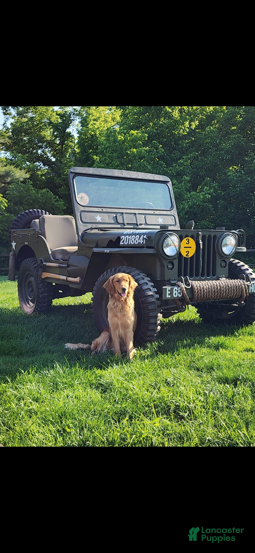 Golden Retriever dogs for sale: Pumpkin - Ad 3