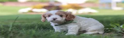 Cavapoo dogs for sale: Asher - Ad 4