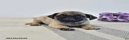 Pug dogs for sale: Livia - Ad 1
