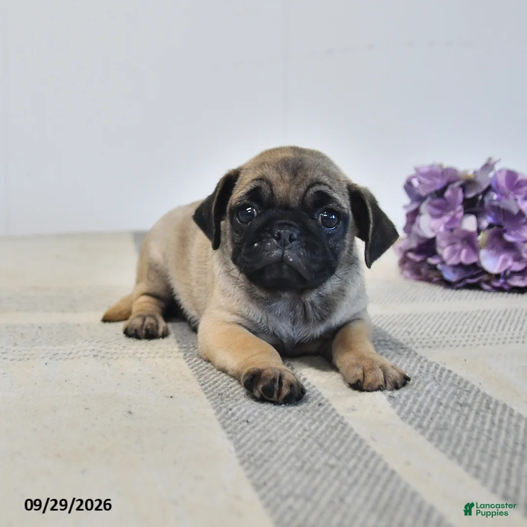 Pug dogs for sale: Livia - Ad 1