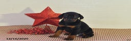Doberman Pinscher dogs for sale: Chase - Ad 1