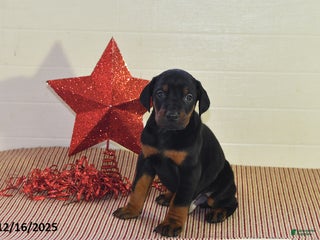 Doberman Pinscher dogs Chase - Ad 25