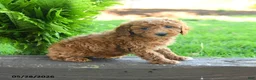 Miniature Poodle dogs for sale: Tatum - Ad 1