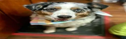 Australian Shepherd dogs for sale: Champion - Ad 3