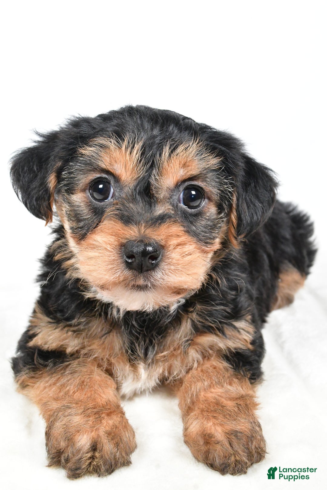 Morkie dogs for sale: Nicole - Ad 2
