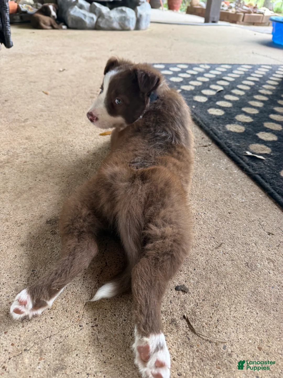 Border Collie dogs for sale: Border Collie Puppy 2 - Ad 1