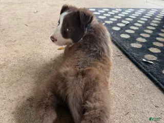 Border Collie dogs Border Collie Puppy 2 - Ad 32