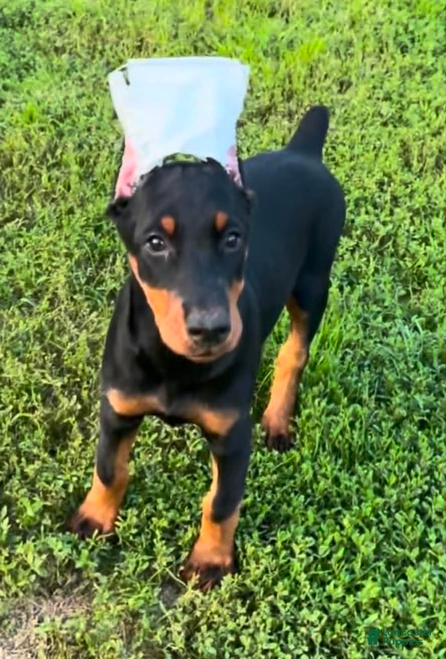 Doberman Pinscher dogs Female 2 - Ad 38