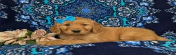Golden Retriever dogs for sale: Natalee AKC Registered - Ad 4