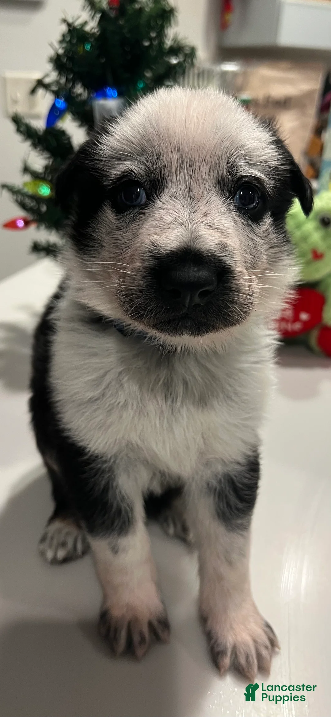 German Shepherd dogs for sale: Star - German Shepherd Puppy  - Ad 6