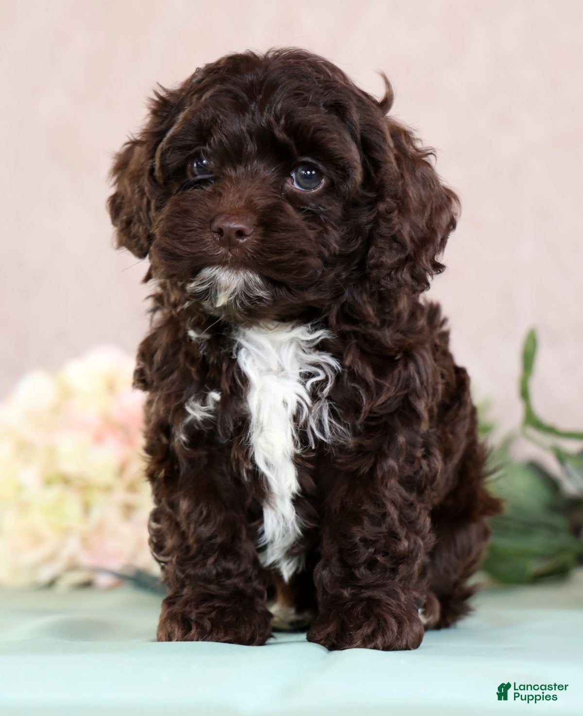 Cockapoo dogs Larry - Ad 2