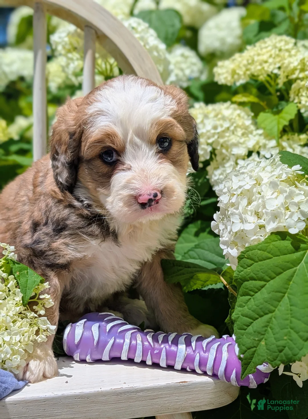 Bernedoodle dogs for sale: BELLA LIBERTY - Ad 2
