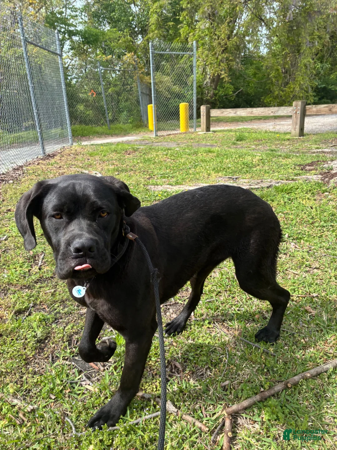 Cane Corso dogs for sale: Delilah - Ad 3
