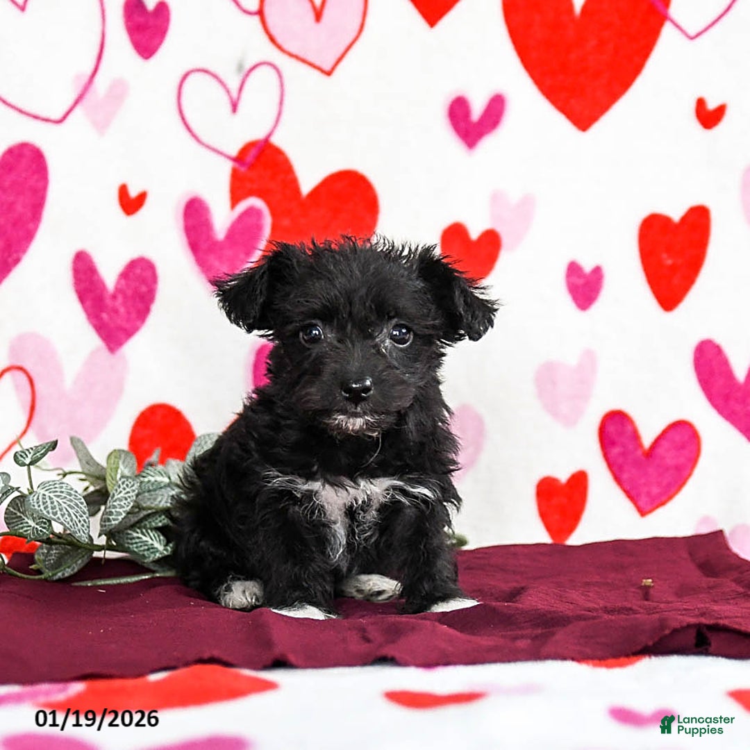 Yochon dogs for sale: Shadow - Ad 1