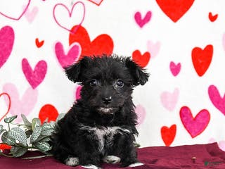 Yochon dogs Shadow - Ad 2