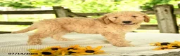 Mini Goldendoodle dogs for sale: Troy - Ad 6