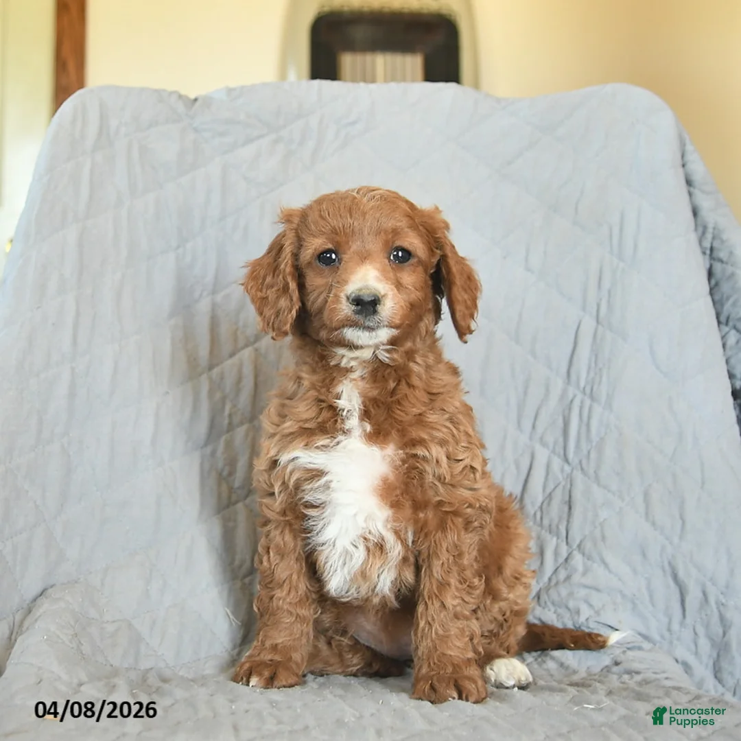 Mini Goldendoodle dogs for sale: Keira  - Ad 2