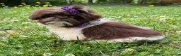 Shih Tzu dogs for sale: Violet - Ad 5