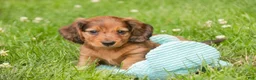 Miniature Dachshund dogs for sale: Asher Miniature Dachshund - Ad 6