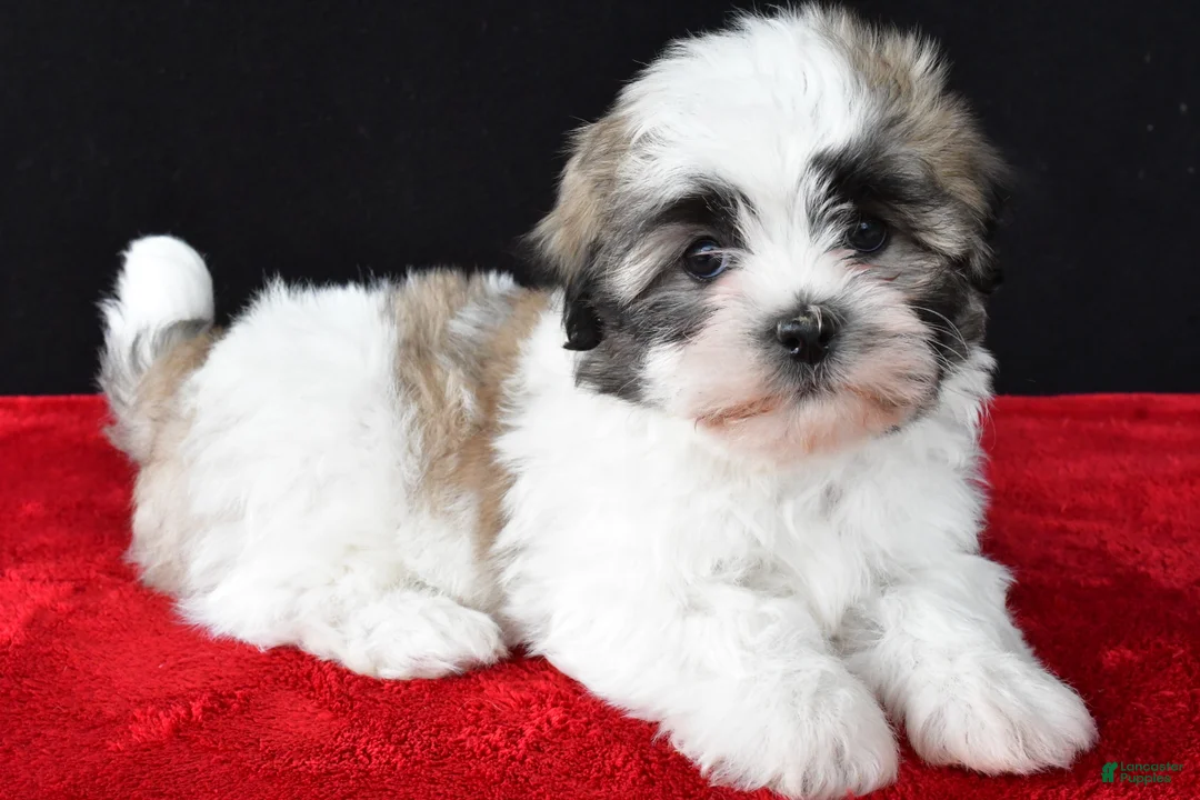 Malshi dogs for sale: Jason - Ad 1