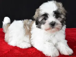 Malshi dogs for sale: Jason - Ad 1