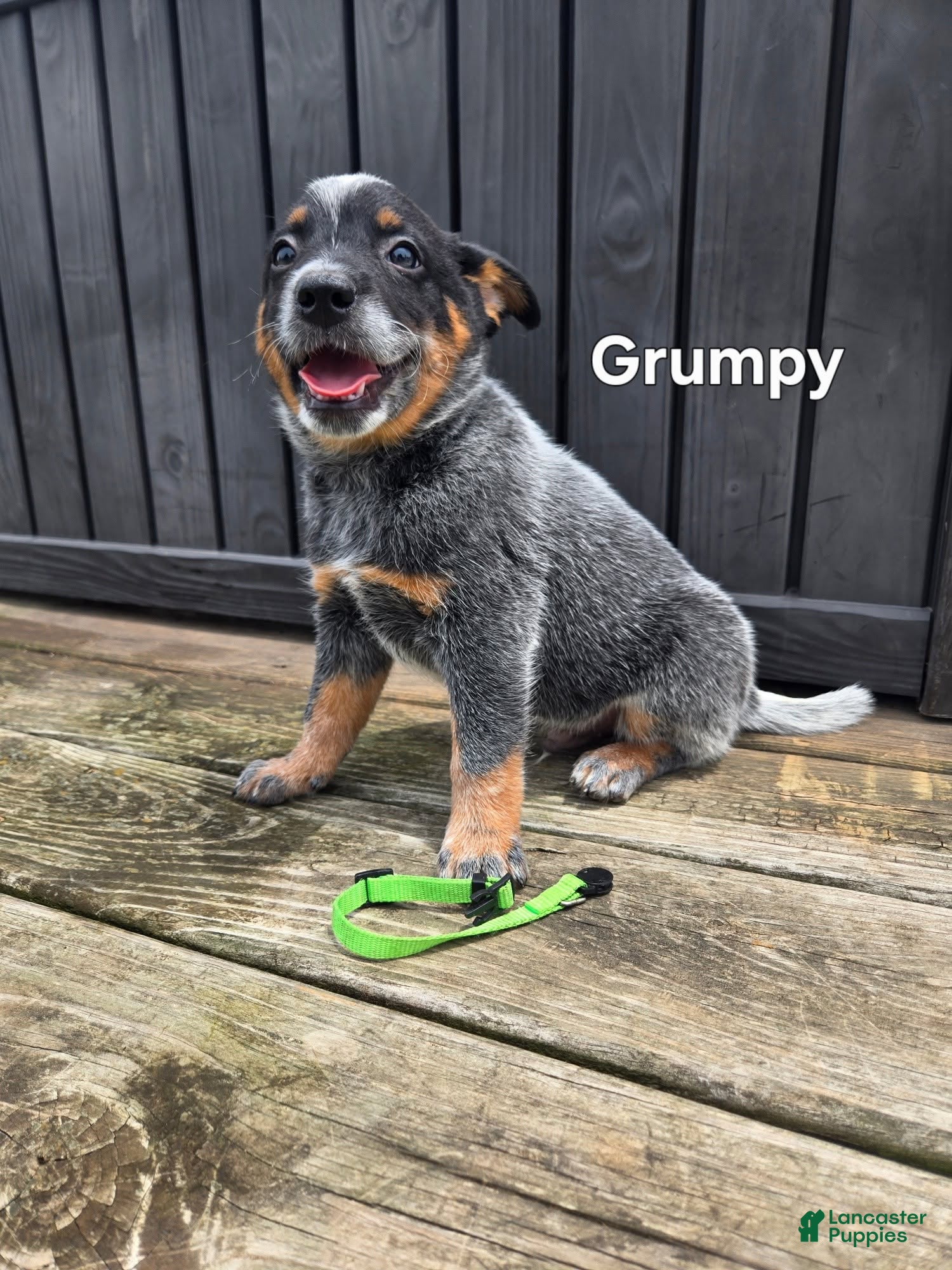 Australian Cattle Dog dogs Grumpy - Ad 1