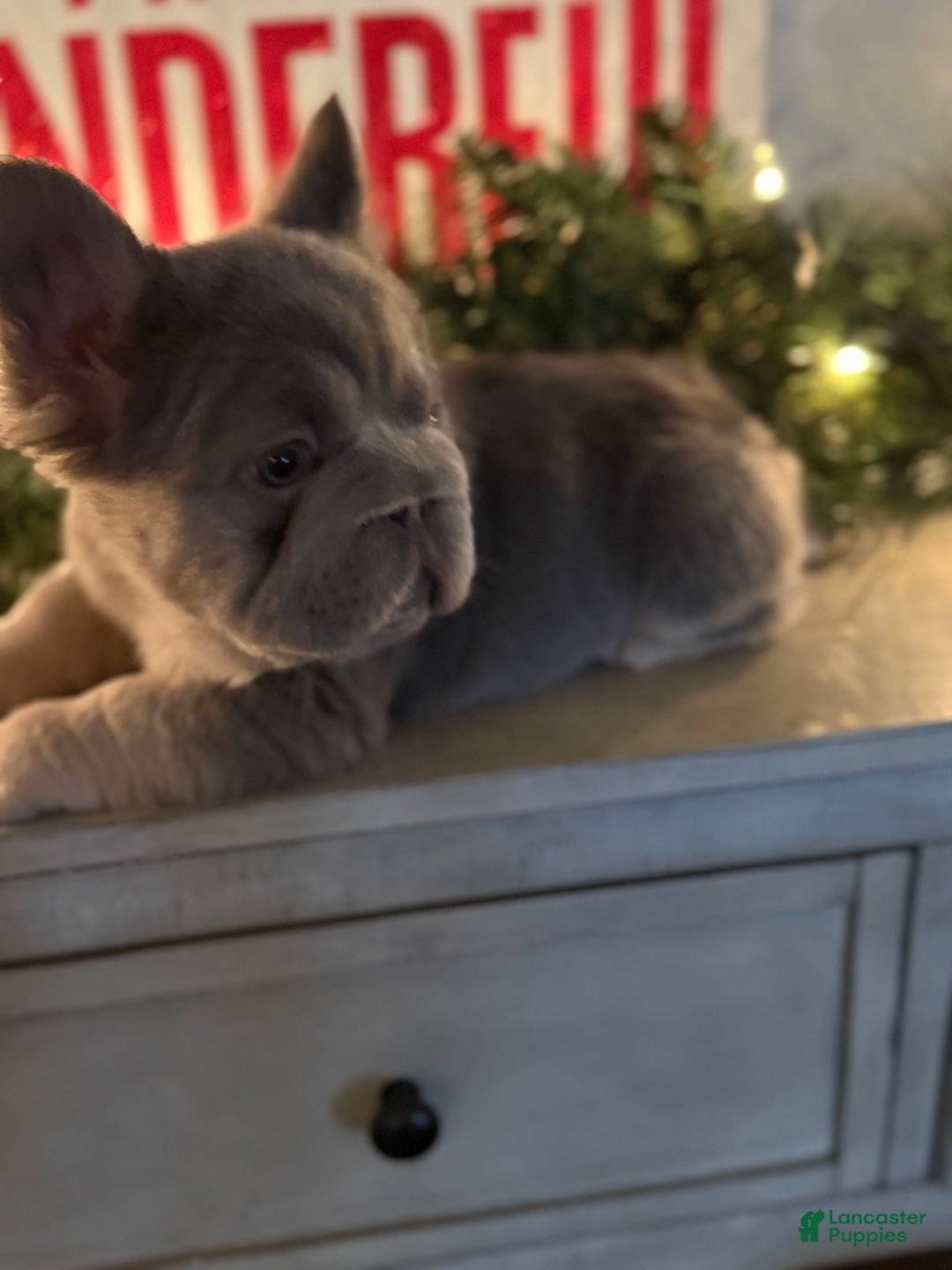French Bulldog dogs for sale: Noelle - Ad 2