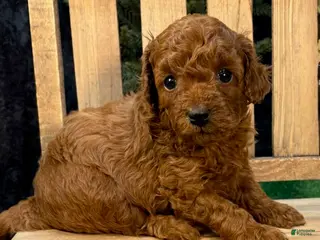 Miniature Poodle dogs Que - Ad 12