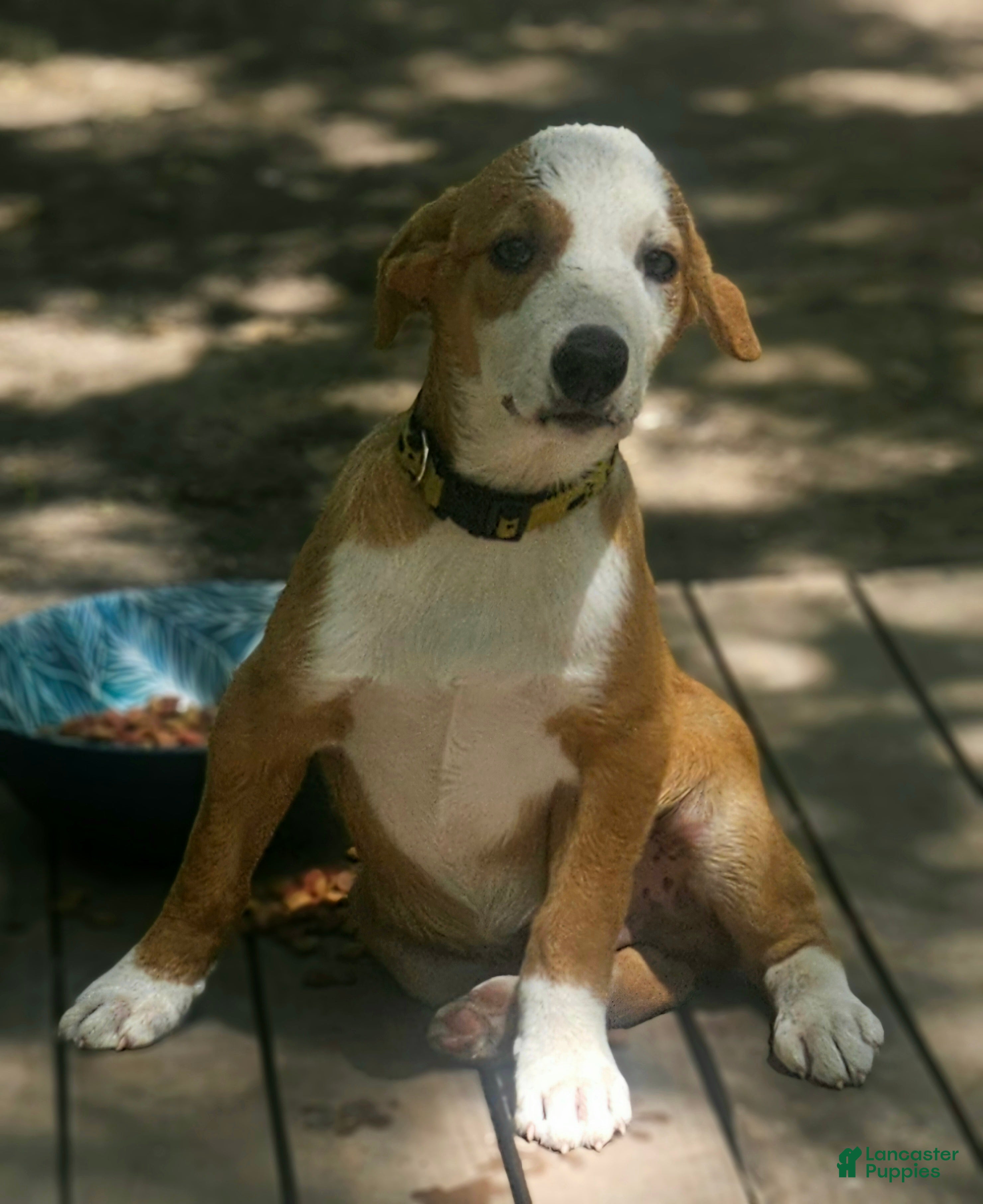 Border Collie dogs Quaker (Sable) - Ad 41