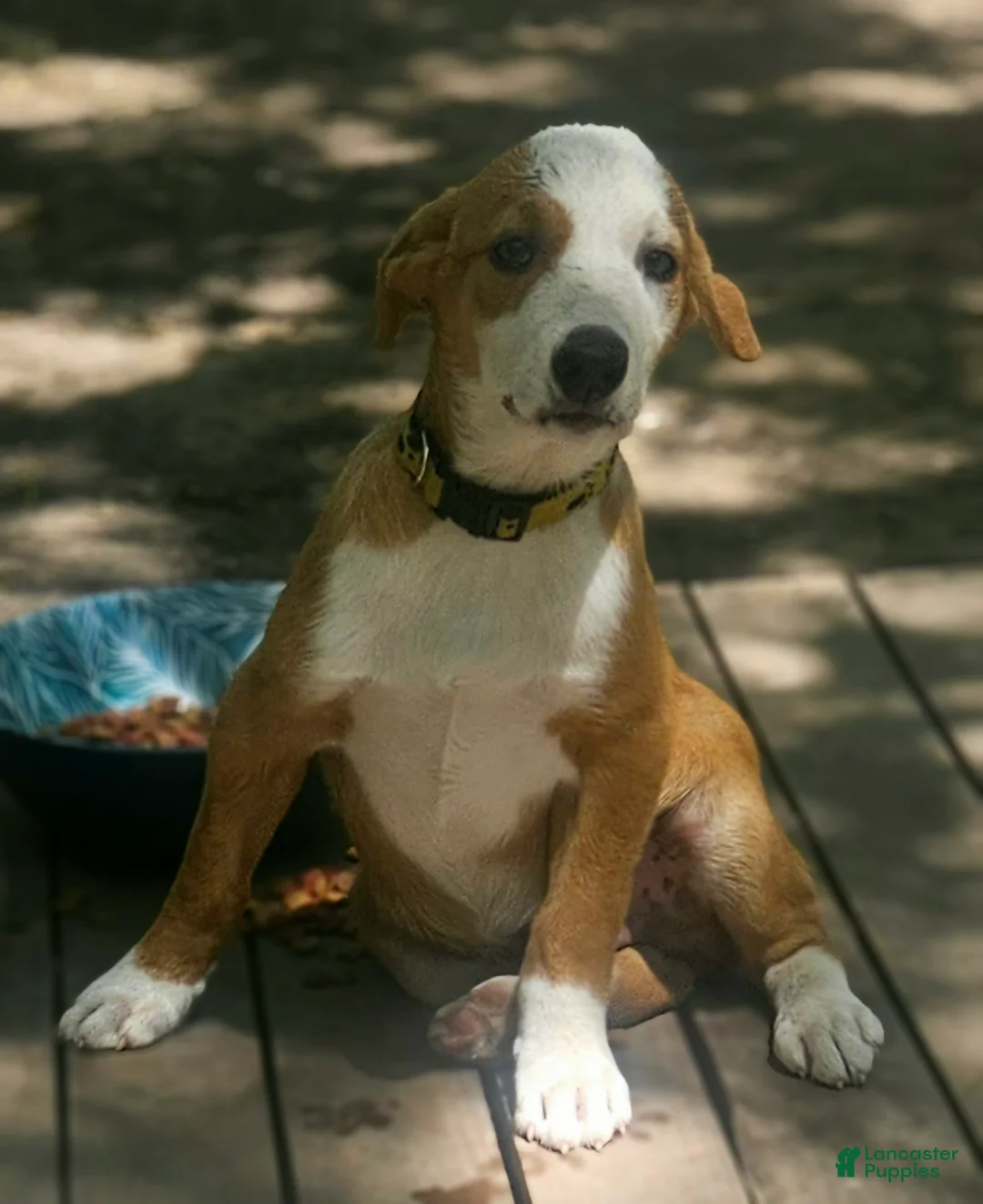 Border Collie dogs for sale: Quaker (Sable) - Ad 1