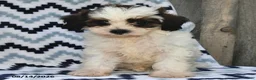 Shihpoo dogs for sale: Brielle - Ad 3