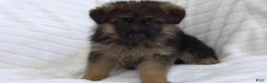 German Shepherd Green Collar Male Nip Tail