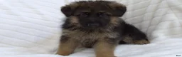 German Shepherd dogs for sale: German Shepherd Green Collar Male Nip Tail - Ad 1