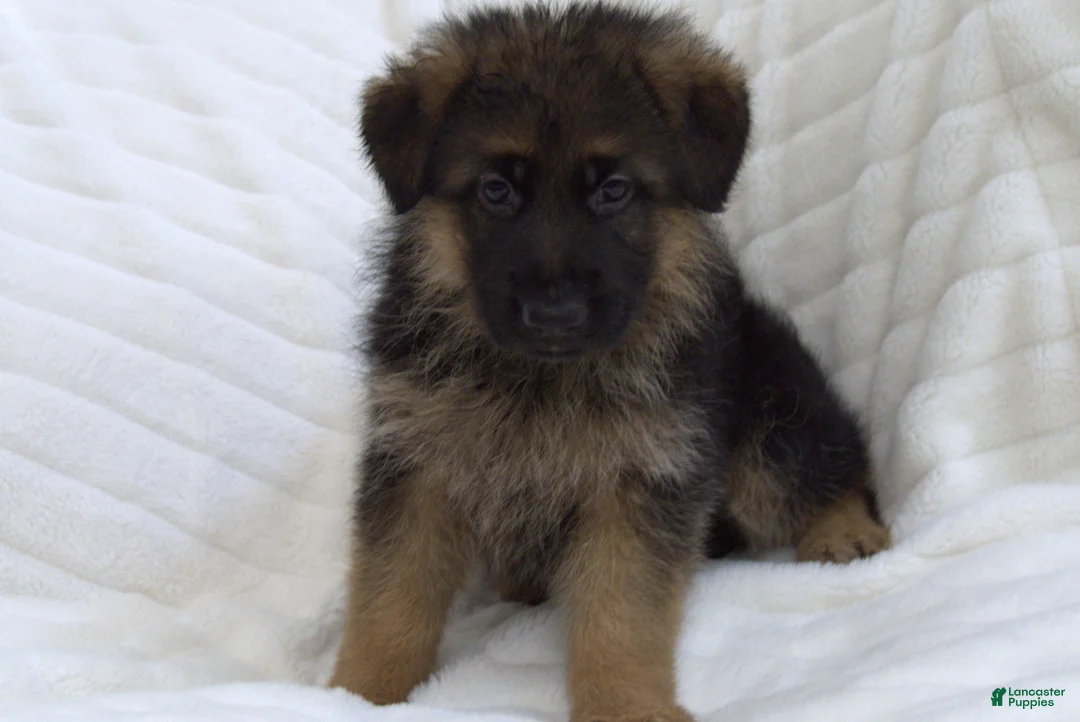 German Shepherd dogs for sale: German Shepherd Green Collar Male Nip Tail - Ad 1