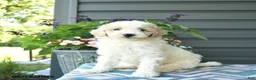 Mini Goldendoodle dogs for sale: Angel - Ad 3