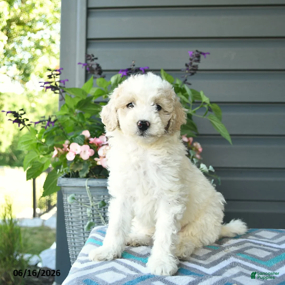 Mini Goldendoodle dogs for sale: Angel - Ad 3
