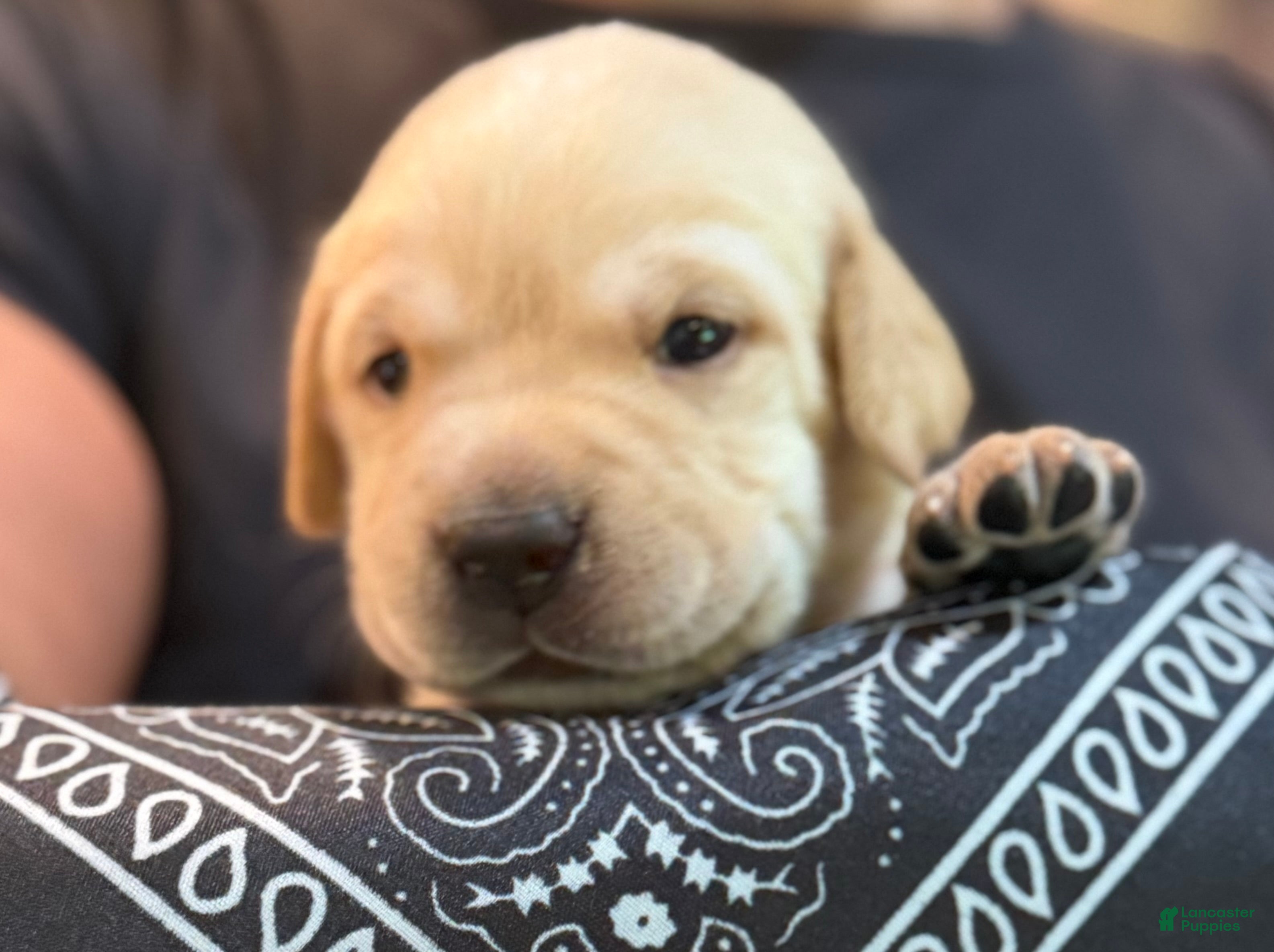 Labrador Retriever dogs Black - Ad 1