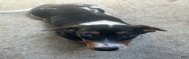 Akc Amy
