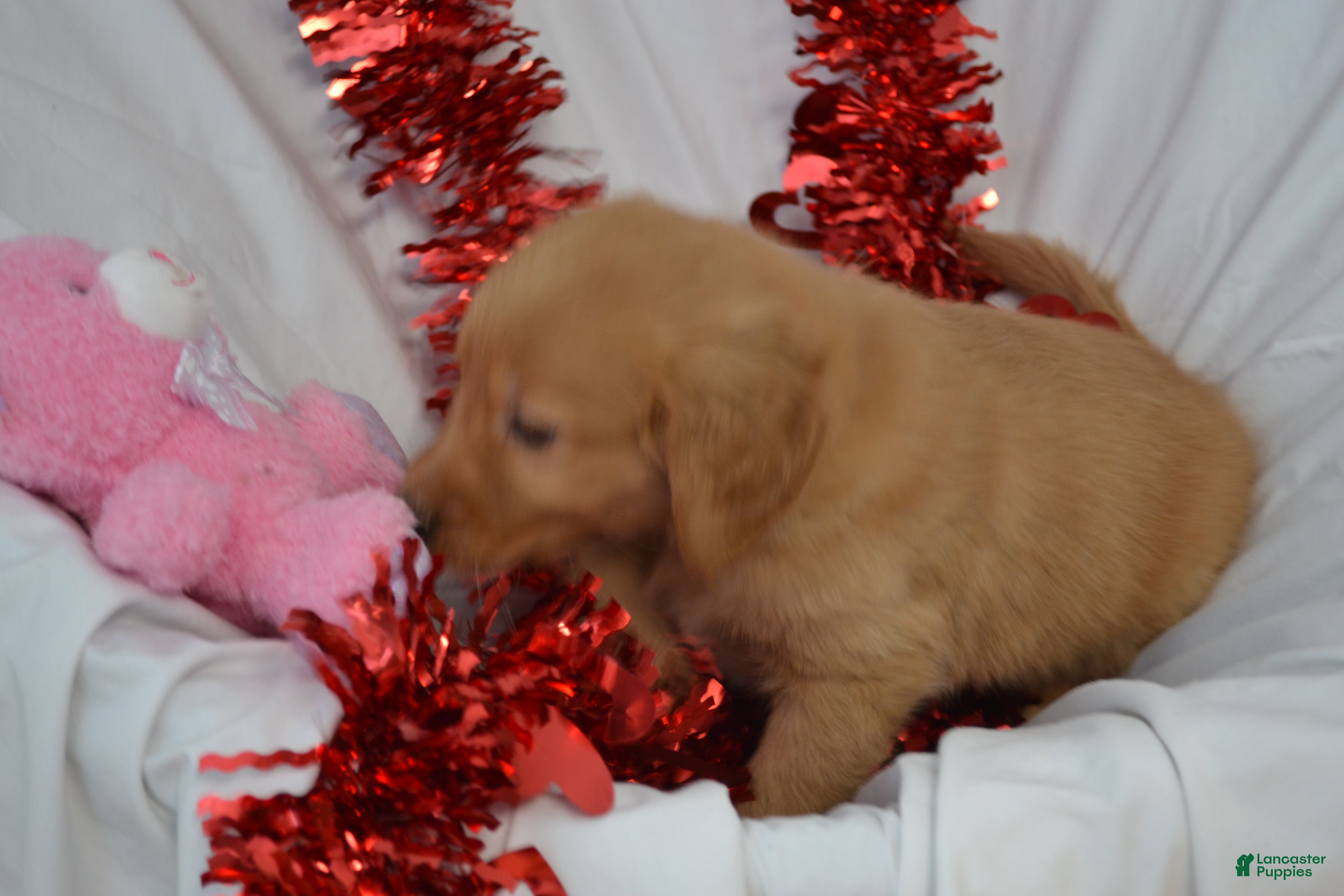 Golden Retriever dogs Ajax - Ad 18