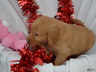 Golden Retriever dogs Ajax - Ad 6