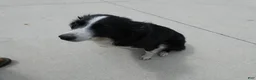 Border Collie dogs for sale: Border Collie Puppy 2 Winnie - Ad 3