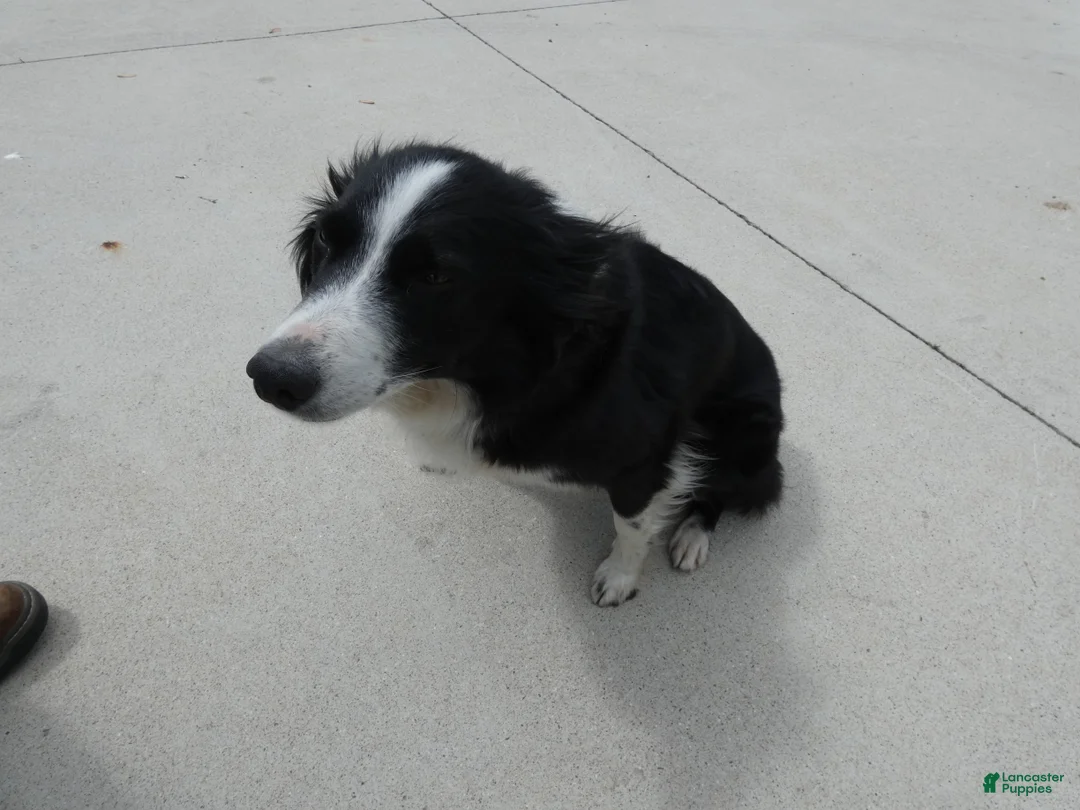 Border Collie dogs for sale: Border Collie Puppy 2 Winnie - Ad 3