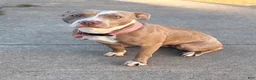 American Pit Bull Terrier dogs for sale: American Pit Bull Terrier 5 - Ad 2