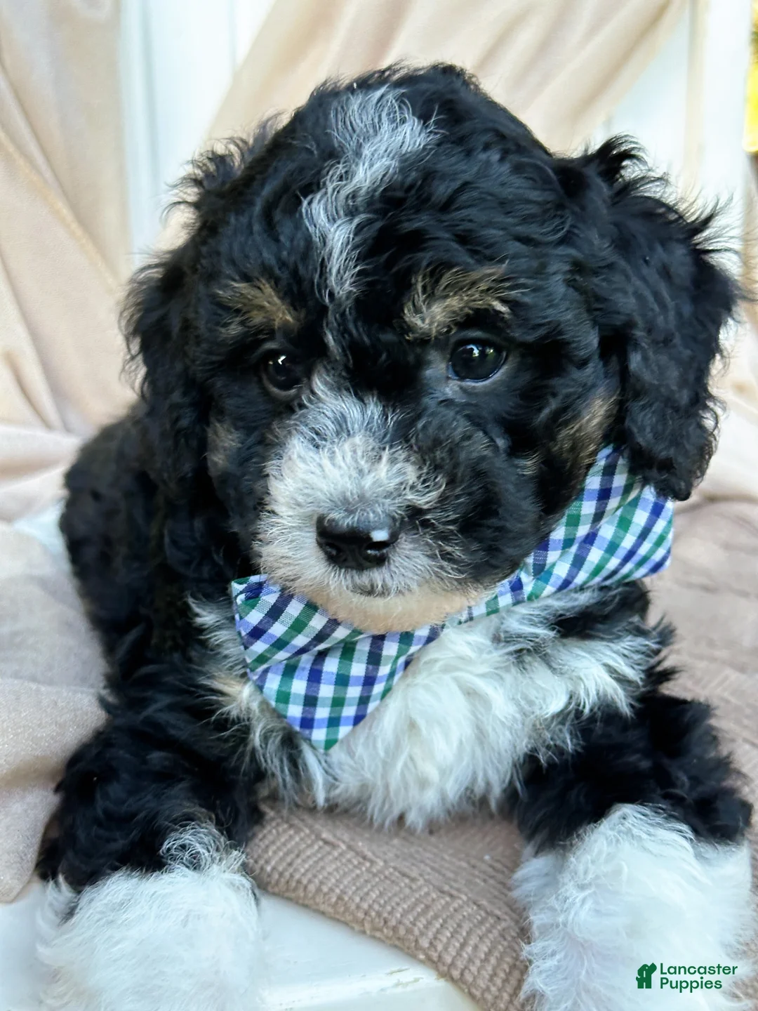 Mini Bernedoodle dogs for sale: Willet-Petite/Mini-OFA&GeneticParents - Ad 2