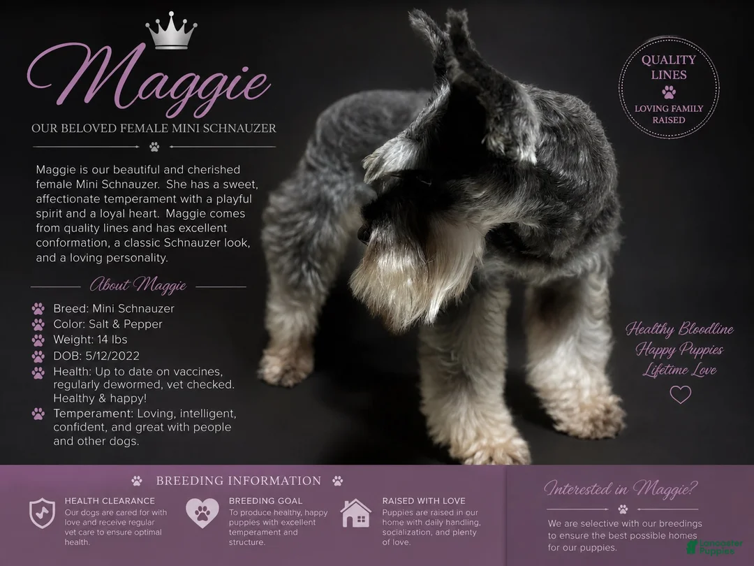Miniature Schnauzer dogs for sale: Miniature Schnauzer 5 - Ad 2