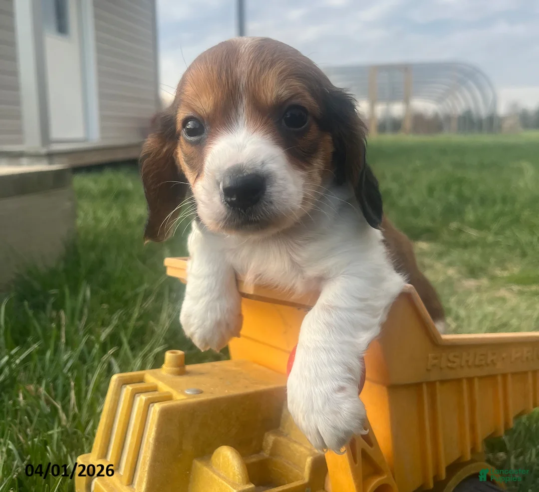 Miniature Dachshund dogs for sale: Moose - Ad 5