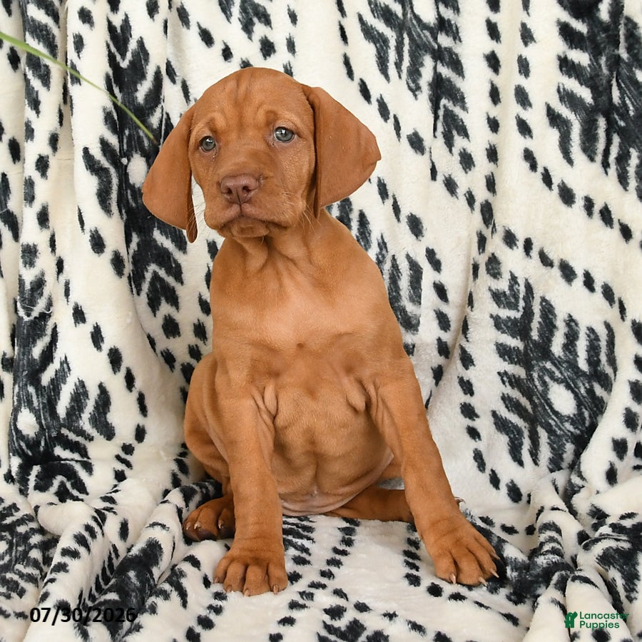 Vizsla dogs Cisco - Ad 2