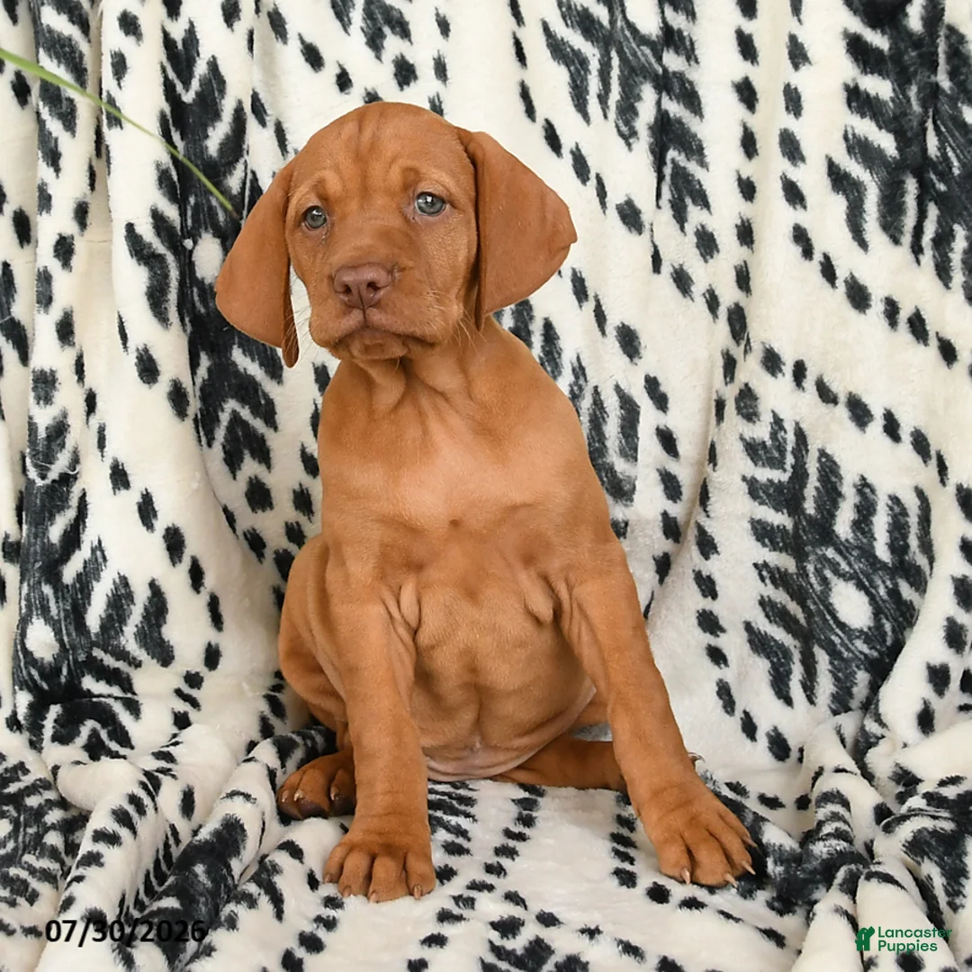 Vizsla dogs for sale: Cisco - Ad 2